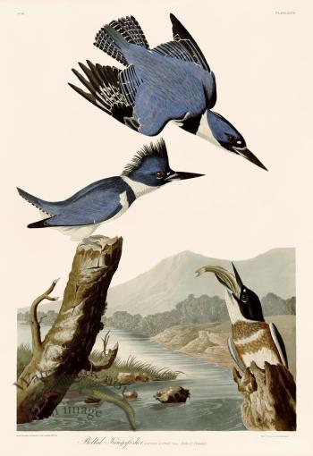 077 Belted Kingfisher